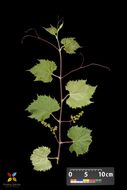 Image of <i>Vitis riparia</i>