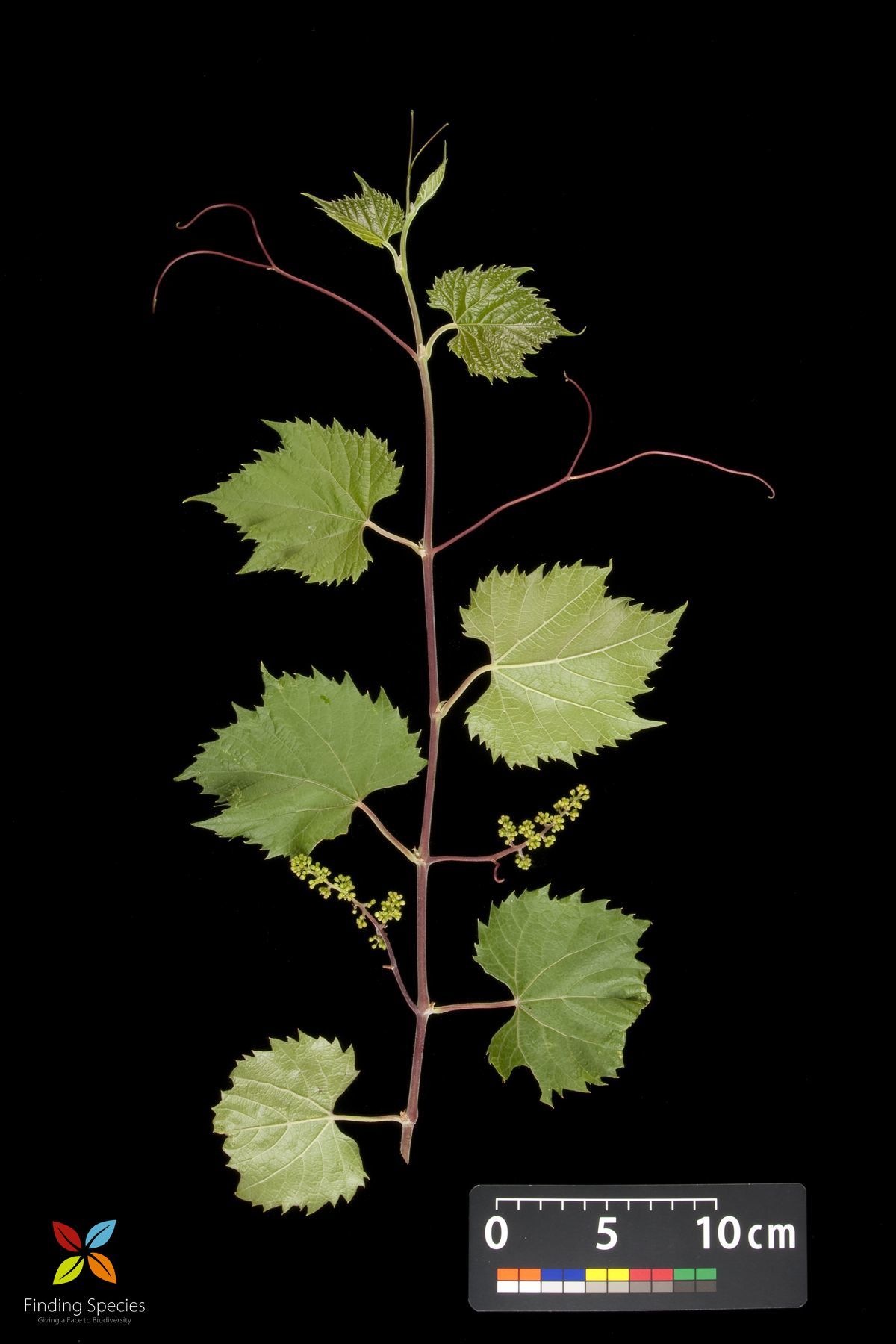 Image of <i>Vitis riparia</i>