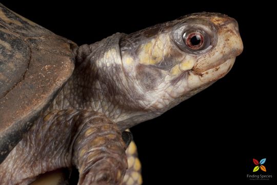 Image of box turtle