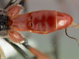 Image of Alabagrus texanus (Cresson 1872)