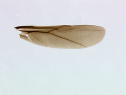 Image of Alabagrus texanus (Cresson 1872)