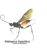 صورة Alabagrus tripartitus (Brulle 1846)