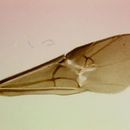 Image of Alabagrus tripartitus (Brulle 1846)