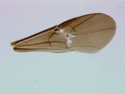 Image of Alabagrus carib Sharkey 1988