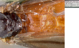 Image of Alabagrus elatoscutum Sharkey 1988