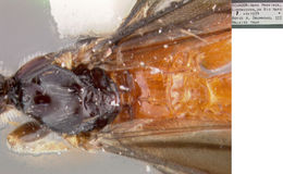 Image of Alabagrus elatoscutum Sharkey 1988