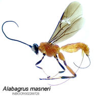 Image of Alabagrus masneri Sharkey 1988