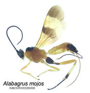 Image of Alabagrus mojos Sharkey 1988