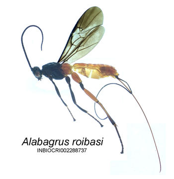 Image of Alabagrus roibasi Sharkey 1988