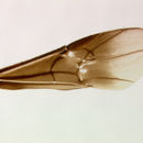 Image of Alabagrus semialbus (Szepligeti 1902)