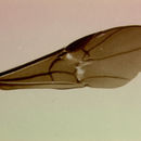 Image of Alabagrus tricarinatus (Cameron 1905)