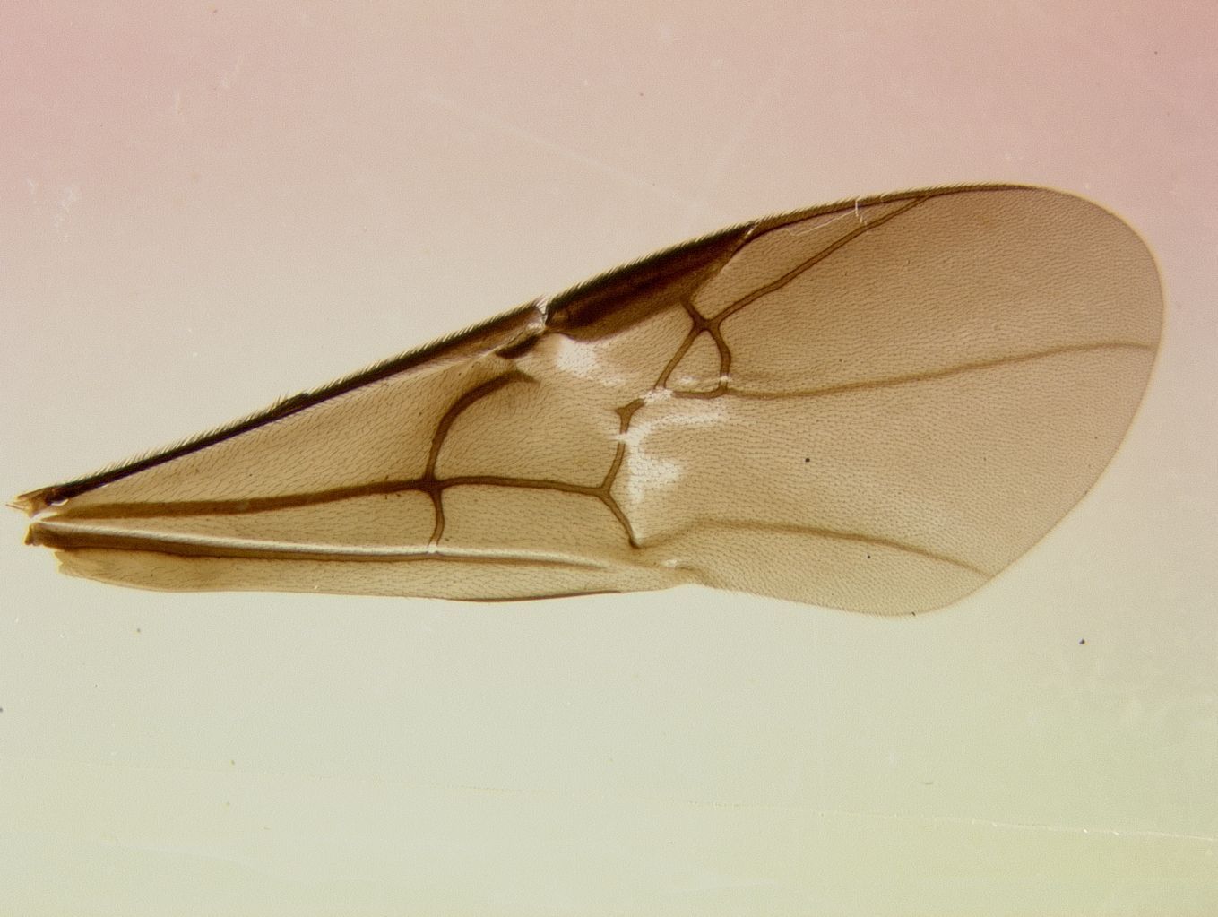 Image of Alabagrus xoloti Sharkey 1988