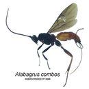 Image of Alabagrus combos Leathers & Sharkey 2003