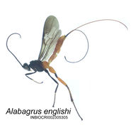 Image of Alabagrus englishi Leathers & Sharkey 2003