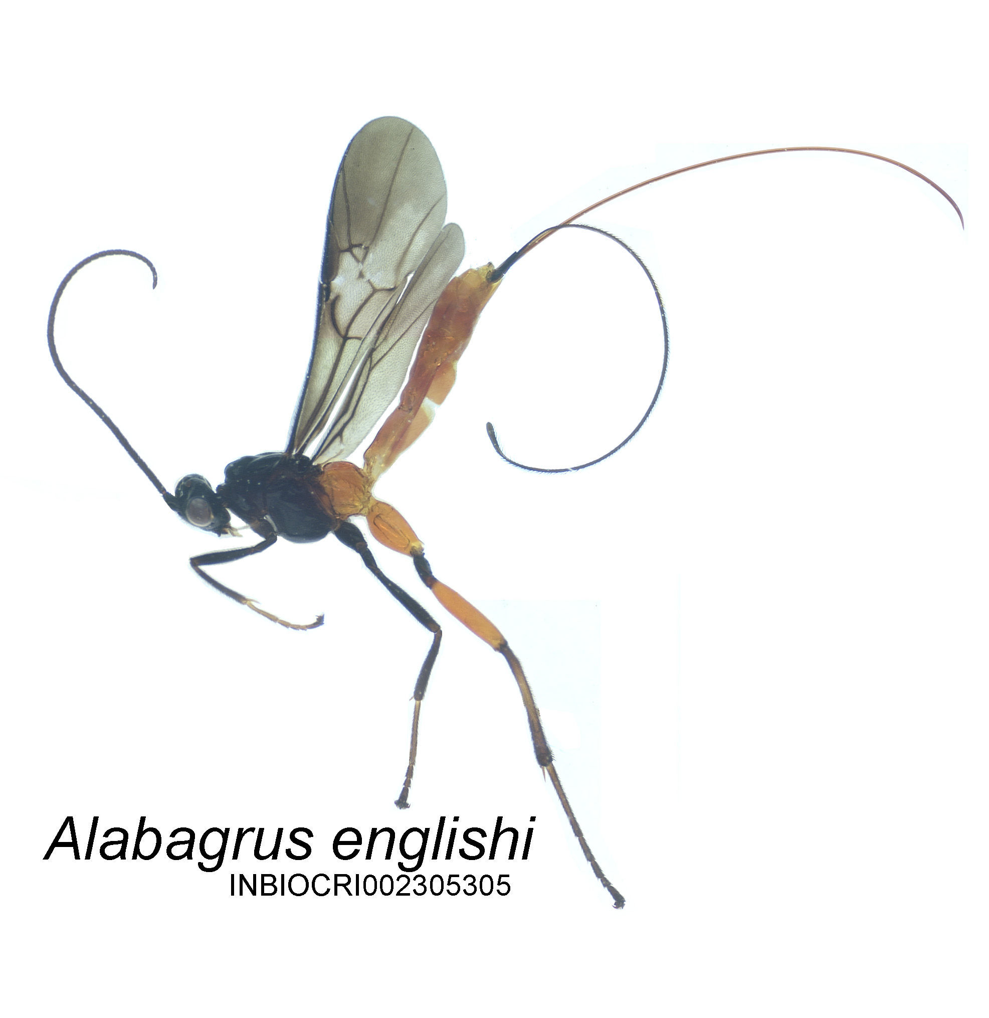 Image of Alabagrus englishi Leathers & Sharkey 2003