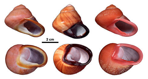 Image of <i>Acavus superbus</i>