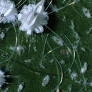 Image of Whitefly