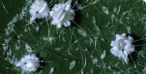 Image of Whitefly