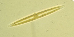 Image of Amphipleura pellucida