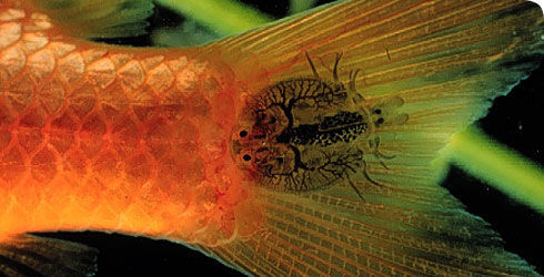 Image of Japanese fishlouse