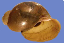Image of Bulinus globosus (Morelet 1866)