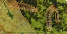 Image of horse-chestnut leaf miner