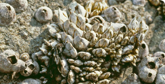 Image of Japanese goose barnacle