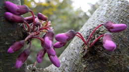 Слика од Cercis siliquastrum L.