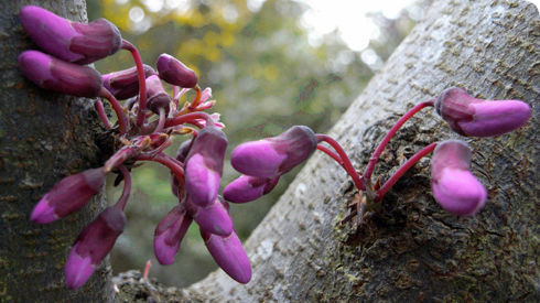 Слика од Cercis siliquastrum L.