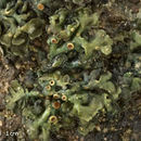 Image of River jelly lichen
