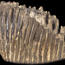 Image of <i>Elephas antiquus</i>