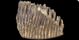 Image of <i>Elephas antiquus</i>