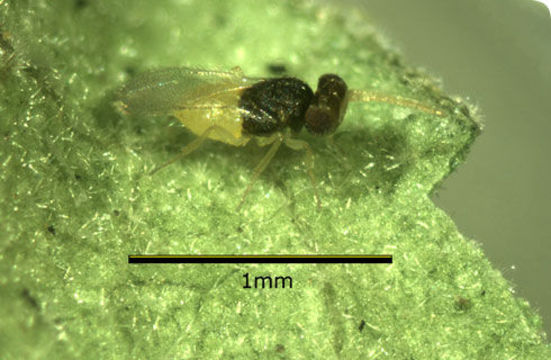 Image of Parasitoid wasp