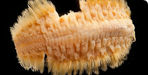 Image of Giant scale worm