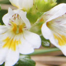 Sivun Euphrasia grandiflora Hochst. kuva