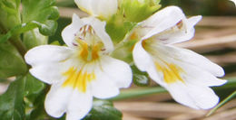 Imagem de Euphrasia grandiflora Hochst.