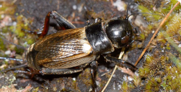 Image of Field cricket