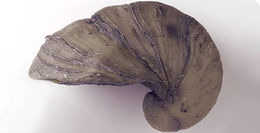 Image of gryphaea obliquata