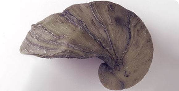 Image of gryphaea obliquata