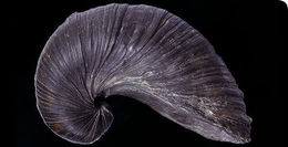 Image of gryphaea obliquata