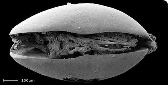 Слика од harbinia micropapillosa