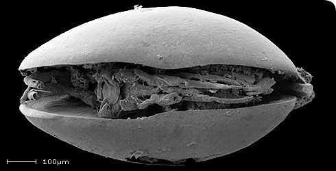 Image of harbinia micropapillosa