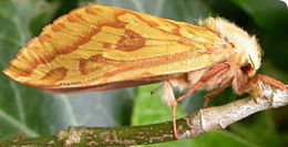 Image of ghost moth
