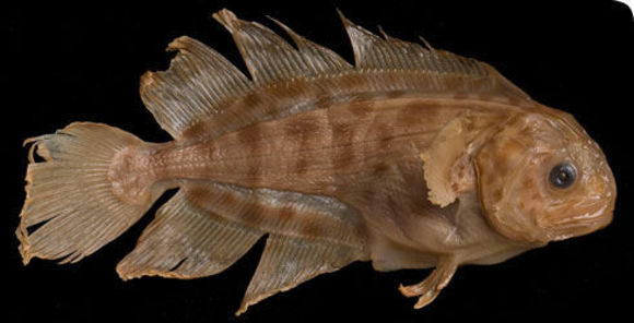 Image of Ragfish