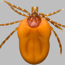 Imagem de Ixodes ricinus (Linnaeus 1758)