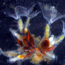 Image of Freshwater bryozoan