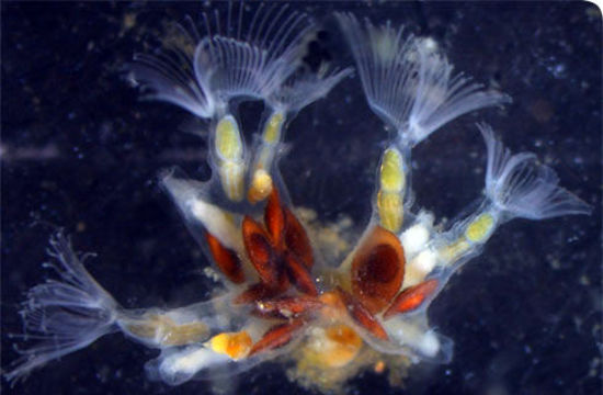 Image of Freshwater bryozoan