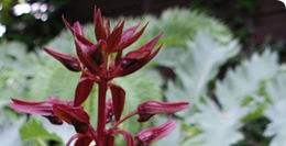 Image de Melianthus major L.