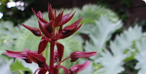 Image de Melianthus major L.