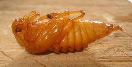 Image of Common cockchafer